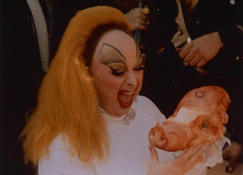 Pink flamingos 13 dias waters