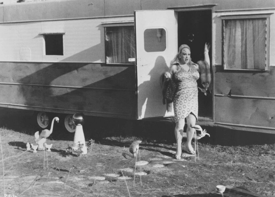 Pink flamingos 6 waters