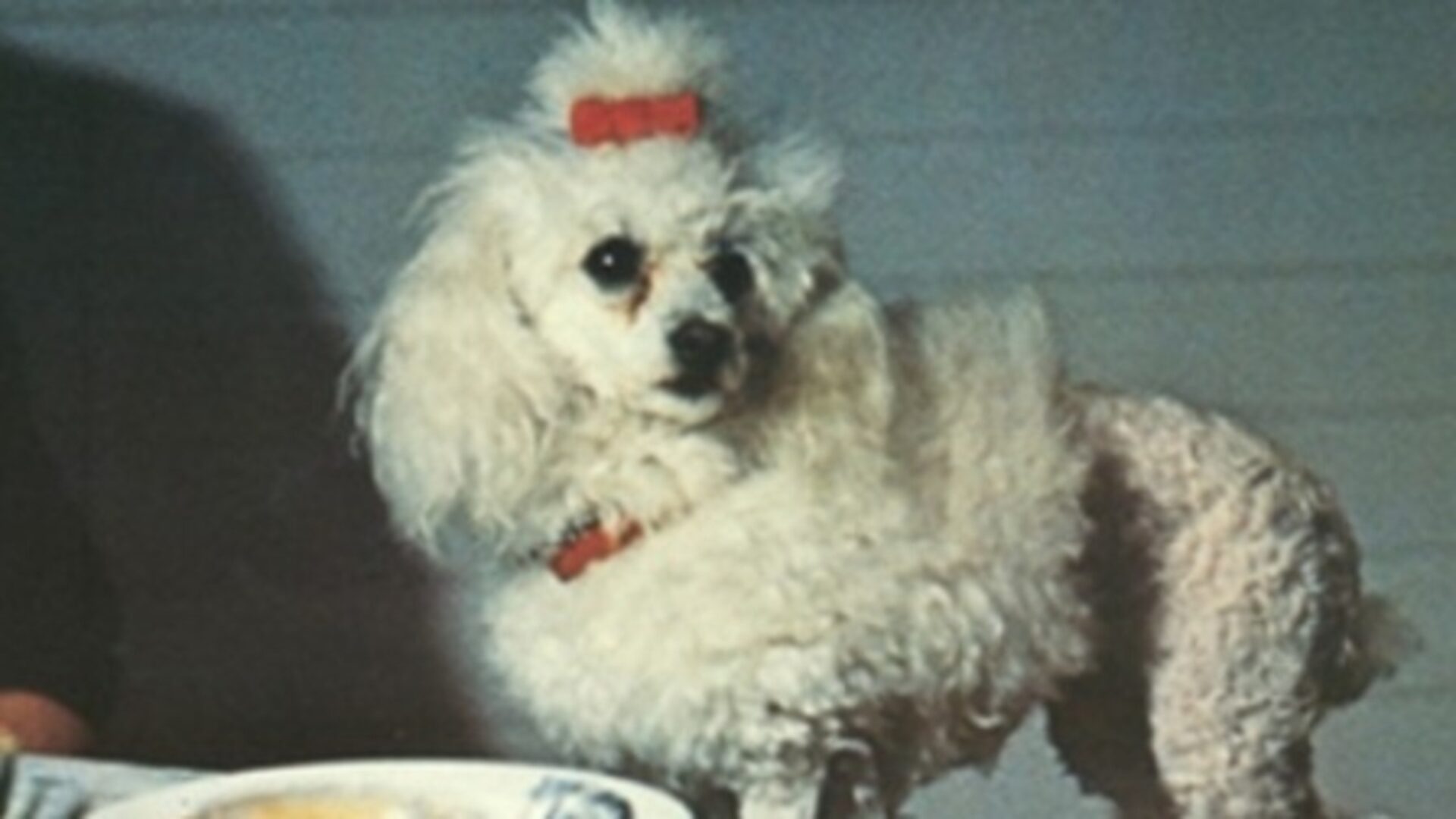 CANICHE