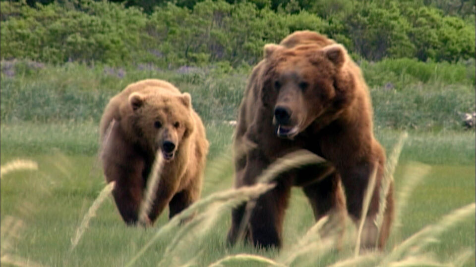 Grizzly man 1