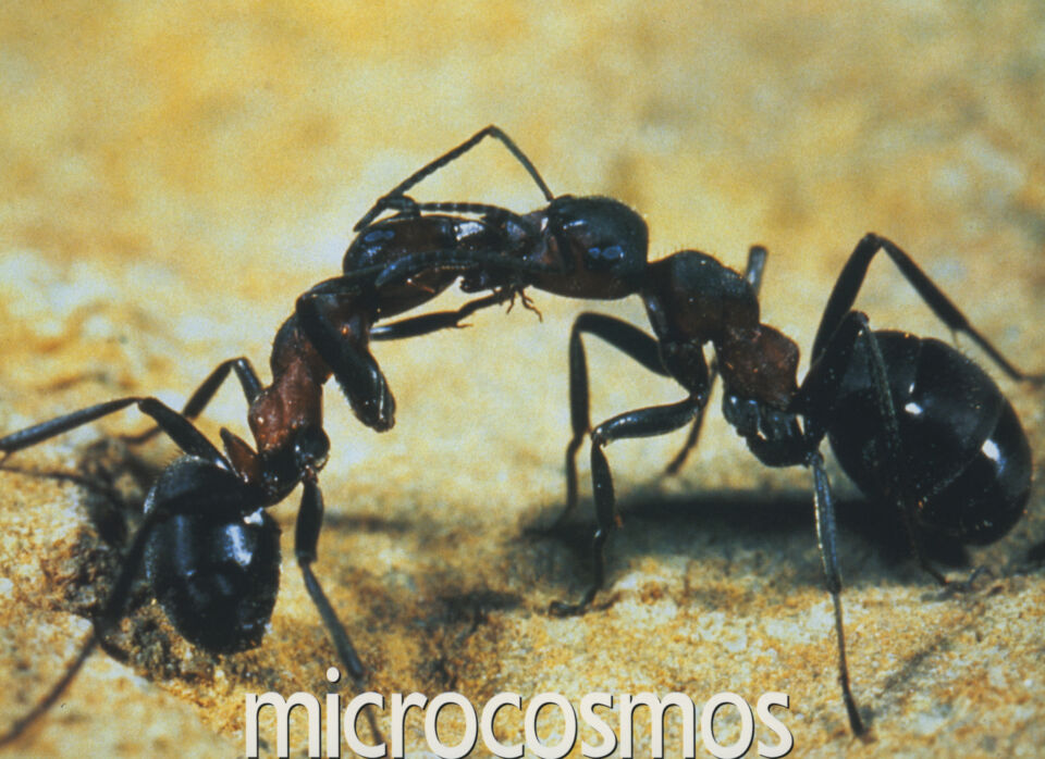 Microcosmos 13 Nuridsany Perennou