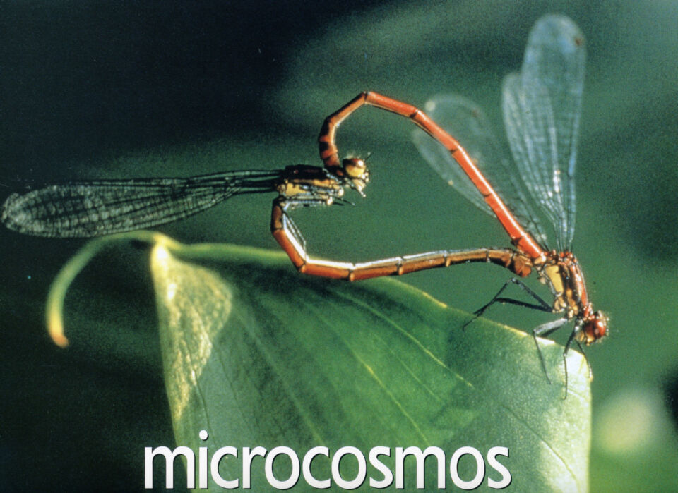Microcosmos le peuple de lherbe 1 Nuridsany Perennou