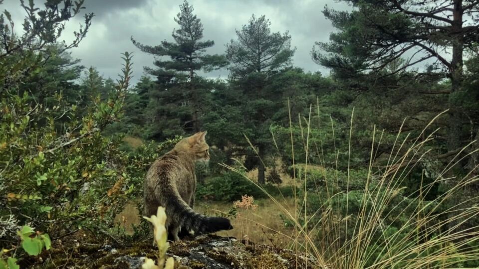 Wehadfunyesterday cat